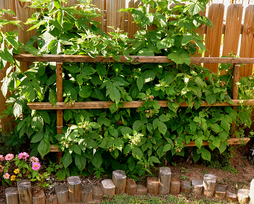Ang mga trellis na gawa sa kahoy na ruts ay maginhawa upang magamit, gumana at maganda ang hitsura sa site Ang mga trellis na gawa sa kahoy na ruts ay maginhawa upang magamit, gumana at maganda ang hitsura sa site