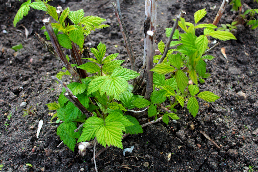 Maaari kang magtanim ng mga raspberry sa tagsibol at taglagas, ang lupa ay dapat na walang kinikilingan o bahagyang acidic Maaari kang magtanim ng mga raspberry sa tagsibol at taglagas, ang lupa ay dapat na walang kinikilingan o bahagyang acidic