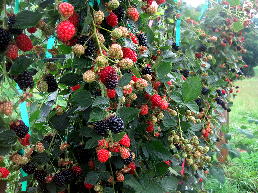 Ang mga raspberry ay maaaring lumaki bilang magkakahiwalay na mga palumpong o nakatali sa isang trellis Ang mga raspberry ay maaaring lumaki bilang magkakahiwalay na mga palumpong o nakatali sa isang trellis