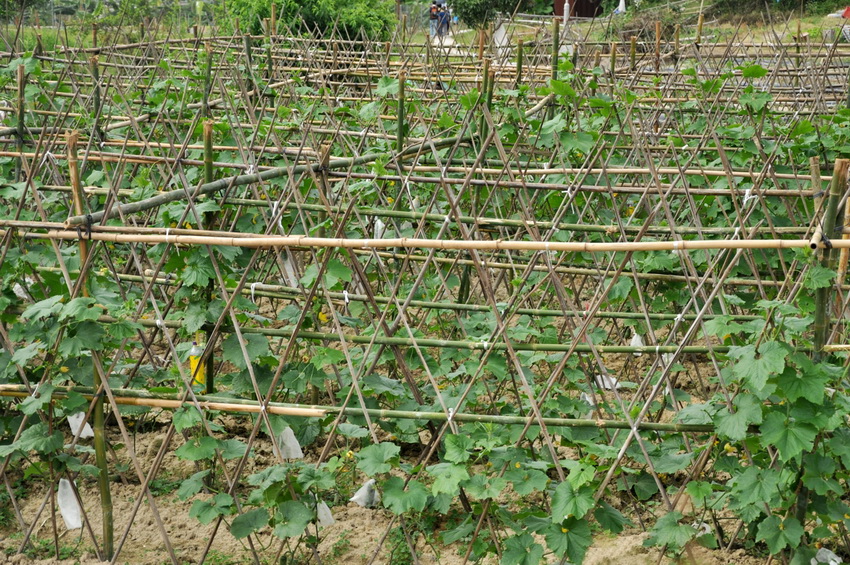 Το Trellis χρησιμοποιείται ευρέως τόσο σε εξωτερικούς χώρους όσο και σε θερμοκήπια Το Trellis χρησιμοποιείται ευρέως τόσο σε εξωτερικούς χώρους όσο και σε θερμοκήπια