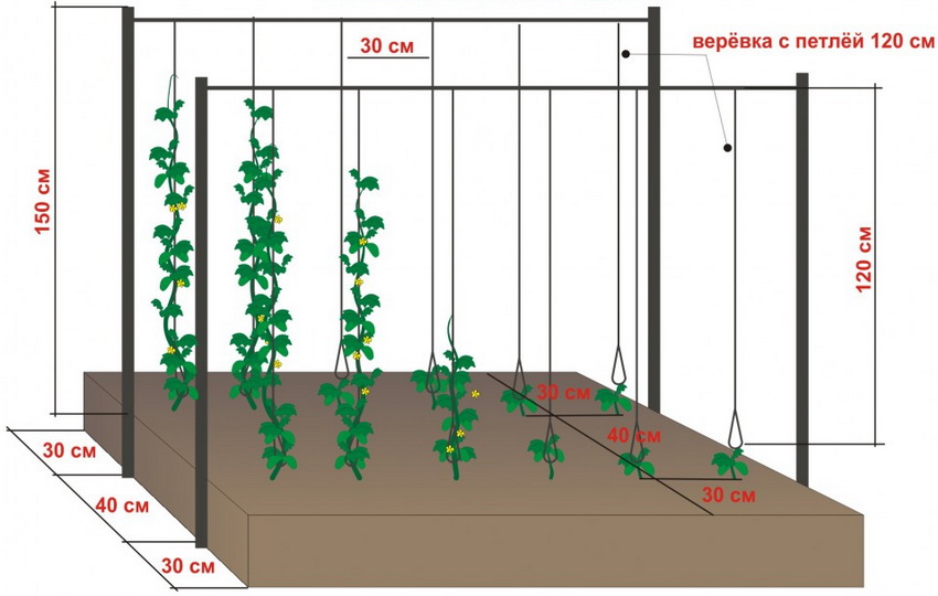 Διάταξη πέργκολας για αγγούρια με διαστάσεις Διάταξη πέργκολας για αγγούρια με διαστάσεις