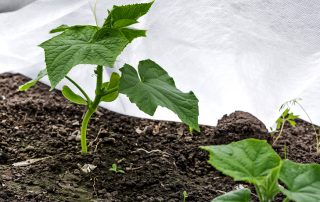 Dekningsmateriale for senger: en god høst uten unødvendig bry