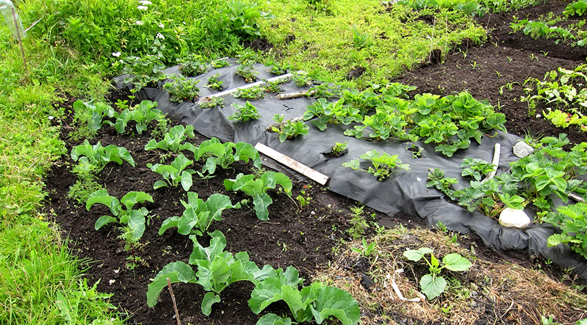 Jos kuitu on yksivärinen, se on asetettava karkea puoli alaspäin ja sileä puoli ylöspäin. Jos kuitu on yksivärinen, se on asetettava karkea puoli alaspäin ja sileä puoli ylöspäin.