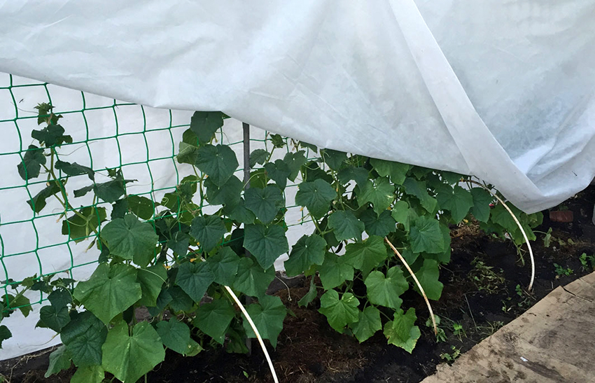 Kurkkujen peittämiseksi ylhäältä on suositeltavaa käyttää PVC-kalvoa, polyeteeniä tai valkoista spunbondia Kurkkujen peittämiseksi ylhäältä on suositeltavaa käyttää PVC-kalvoa, polyeteeniä tai valkoista spunbondia