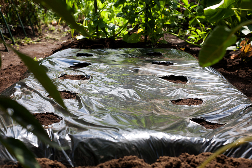 Mansikoita on suositeltavaa istuttaa mustalle päällystemateriaalille keväällä ja syksyllä. Mansikoita on suositeltavaa istuttaa mustalle päällystemateriaalille keväällä ja syksyllä.