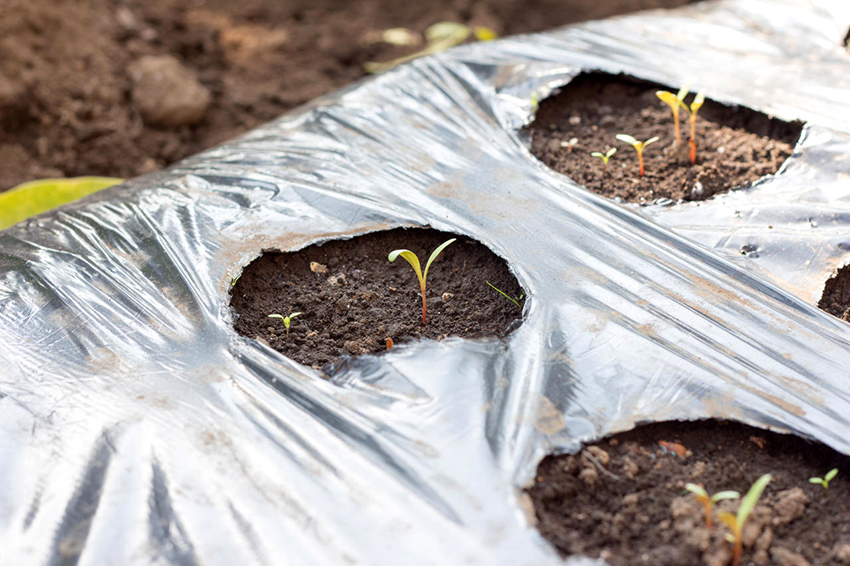 Halvin vaihtoehto on polyeteeni, se kerää lämpöä ulkopuolelta ja pitää sen sisällä. Halvin vaihtoehto on polyeteeni, se kerää lämpöä ulkopuolelta ja pitää sen sisällä.