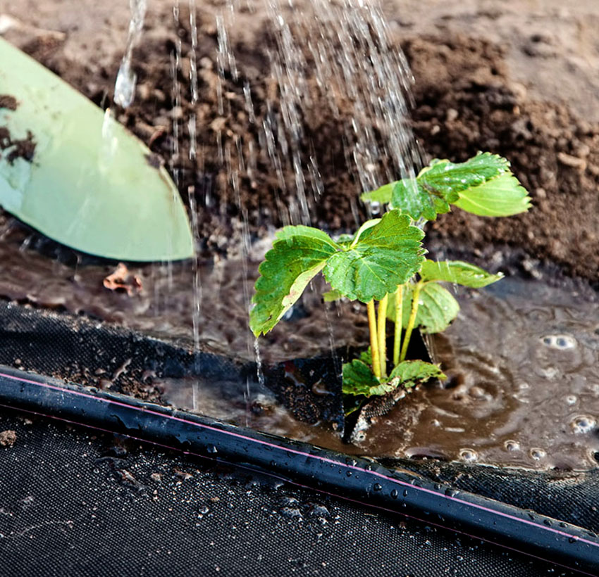 Ennen kasvien peittämistä materiaaliin, sinun on tehtävä reikiä tarvittavalla etäisyydellä Ennen kasvien peittämistä materiaaliin, sinun on tehtävä reikiä tarvittavalla etäisyydellä