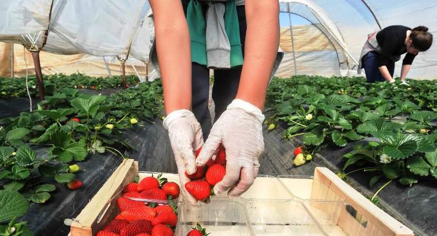 Λευκό υλικό κάλυψης χρησιμοποιείται για τη δημιουργία θερμοκηπίων, μαύρο - για προστασία από ζιζάνια Λευκό υλικό κάλυψης χρησιμοποιείται για τη δημιουργία θερμοκηπίων, μαύρο - για προστασία από ζιζάνια