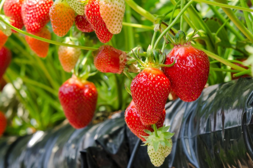 Agrospan: το πιο ανθεκτικό υλικό που αυξάνει τις αποδόσεις κατά 20% Agrospan: το πιο ανθεκτικό υλικό που αυξάνει τις αποδόσεις κατά 20%