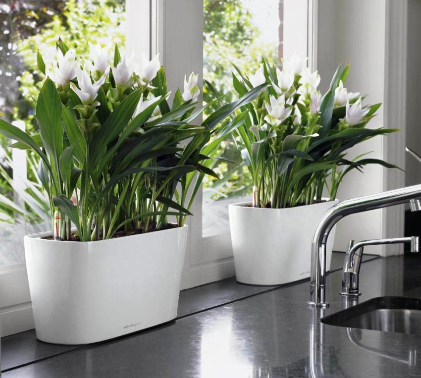 Flere identiske planter ser stilfulde ud, med afstand i lige afstand fra hinanden Flere identiske planter ser stilfulde ud, med afstand i lige afstand fra hinanden