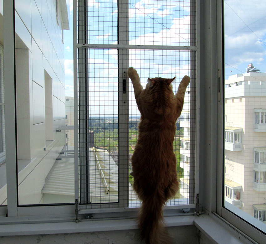 Le filet anti-chat peut supporter des animaux pesant jusqu'à 20 kilogrammes Le filet anti-chat peut supporter des animaux pesant jusqu'à 20 kilogrammes