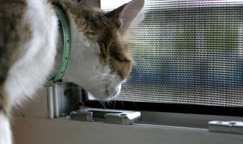 Les anticollars en polyester sont disponibles avec des mailles de 1,5x1,65 et 1x1,5 mm Les anticollars en polyester sont disponibles avec des mailles de 1,5x1,65 et 1x1,5 mm