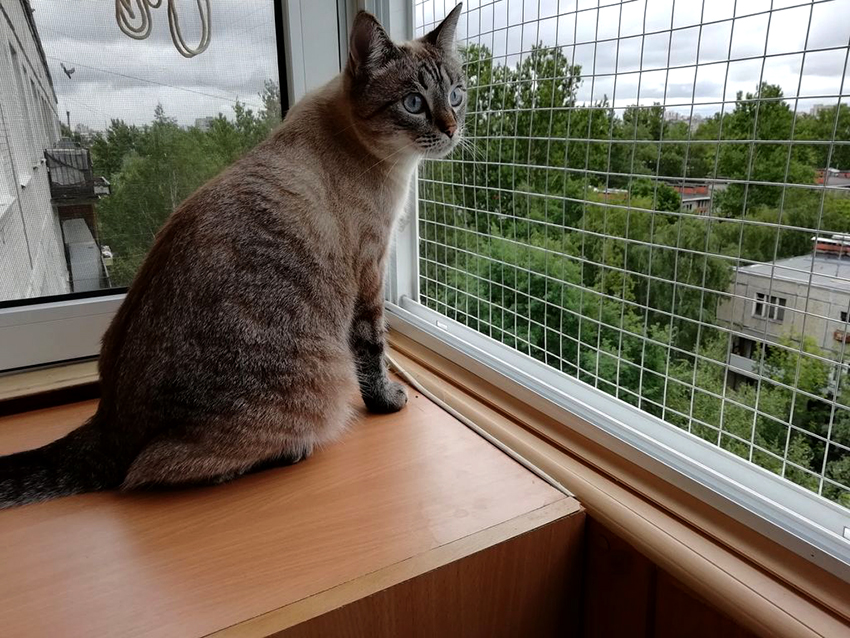 Pour installer un anti-chat de vos propres mains, une cage en plein air convient Pour installer un anti-chat de vos propres mains, une cage en plein air convient