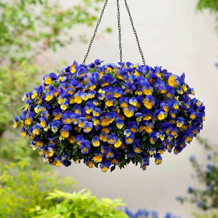 De øvre nivåene av den personlige tomten kan dekoreres med blomster i hengende potter De øvre nivåene av den personlige tomten kan dekoreres med blomster i hengende potter