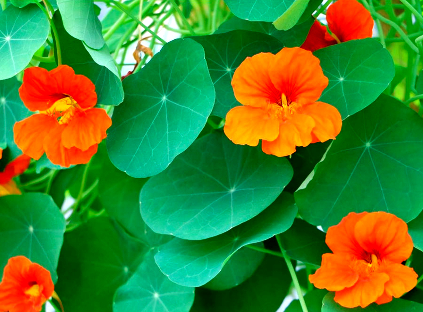 Blomsterprodusenter bør forstå at hybrid nasturtium dyrket av sine egne frø ikke vil arve mors egenskaper. Blomsterprodusenter bør forstå at hybrid nasturtium dyrket av sine egne frø ikke vil arve mors egenskaper.
