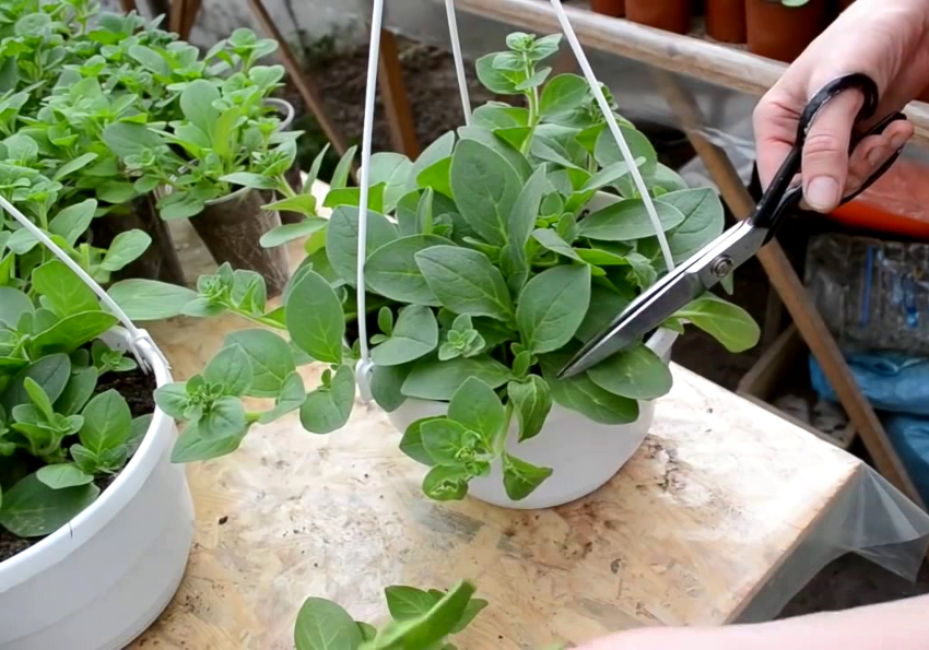I store blomster for potter er det nødvendig å danne en krone, kutte av overflødige skudd I store blomster for potter er det nødvendig å danne en krone, kutte av overflødige skudd