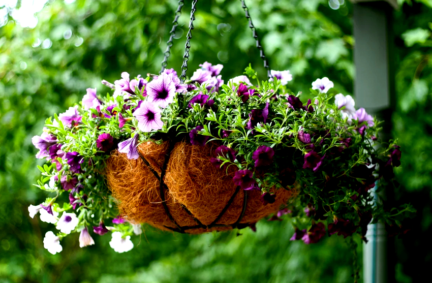 Korrekt utformede ampelblomsterkataloger inneholder alltid informasjon om størrelsen på knopper og blader. Korrekt utformede ampelblomsterkataloger inneholder alltid informasjon om størrelsen på knopper og blader.