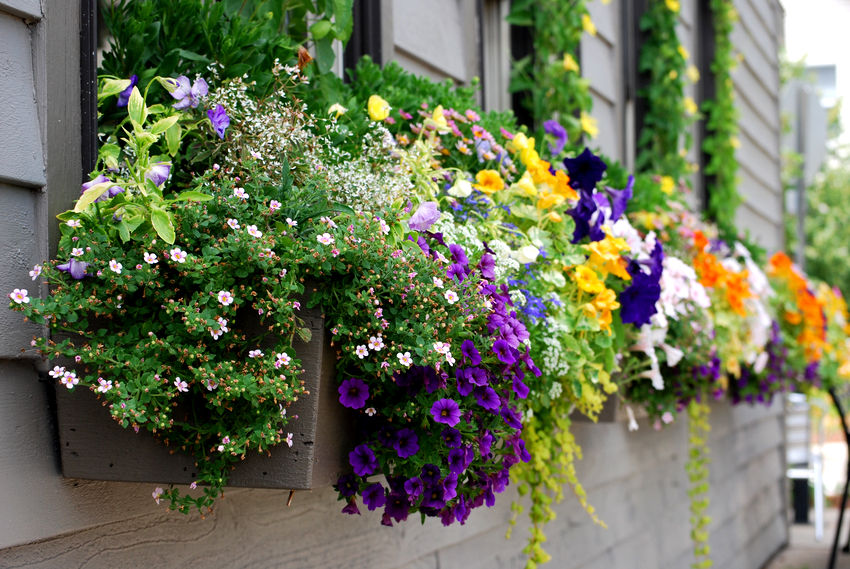 Fordelene med ettårige planter er rikelig med blomstring og motstand mot høye temperaturer. Fordelene med ettårige planter er rikelig med blomstring og motstand mot høye temperaturer.