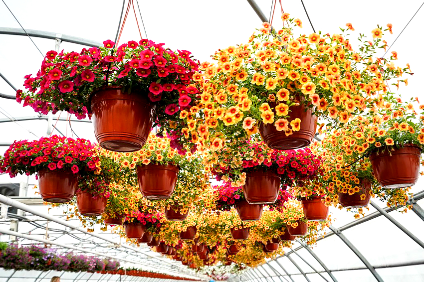 De vanligste blomstertypene for hengende planter er petunia og surfinia. De vanligste blomstertypene for hengende planter er petunia og surfinia.