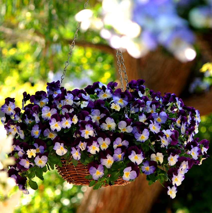 For at nettstedet raskt skal skinne med lyse og livlige nyanser om våren, kan du ikke vokse, men kjøpe ferdige alternativer for ampelblomster For at nettstedet raskt skal skinne med lyse og livlige nyanser om våren, kan du ikke vokse, men kjøpe ferdige alternativer for ampelblomster