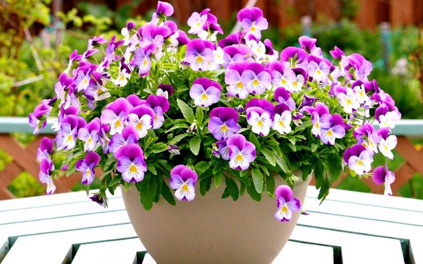 Selv de mest tørkebestandige blomstene trenger regelmessig vanning Selv de mest tørkebestandige blomstene trenger regelmessig vanning