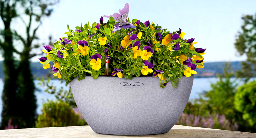 Blomsterpotter kan brukes ikke bare i et landsted, men også i en byleilighet Blomsterpotter kan brukes ikke bare i et landsted, men også i en byleilighet