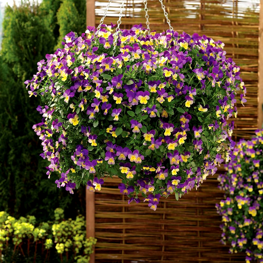 Ampelblomster elsker fôring, men her er det viktig å ikke overdrive det. Ampelblomster elsker fôring, men her er det viktig å ikke overdrive det.
