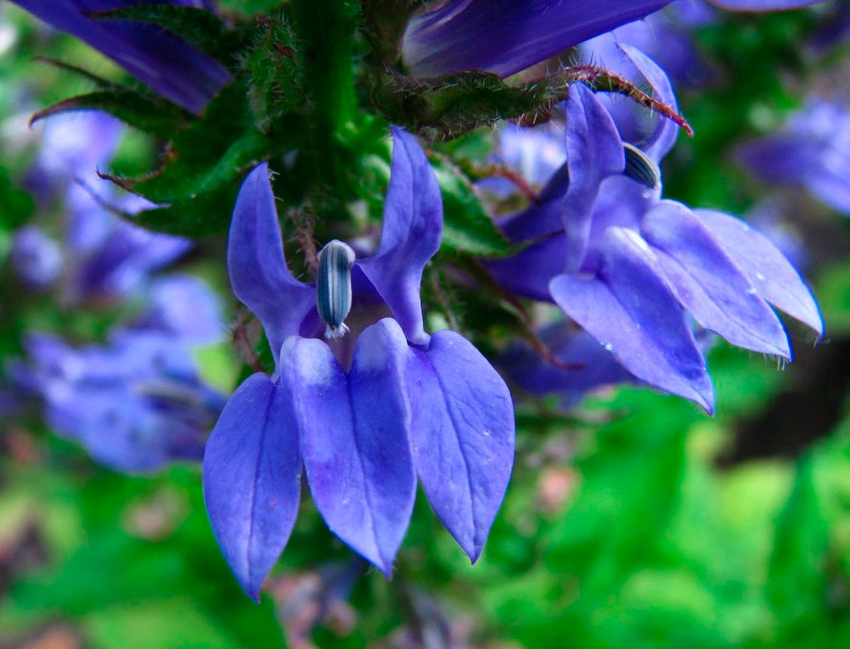 Verbena knopper er forskjellige i farger, de er blå, hvite, røde, gule Verbena knopper er forskjellige i farger, de er blå, hvite, røde, gule