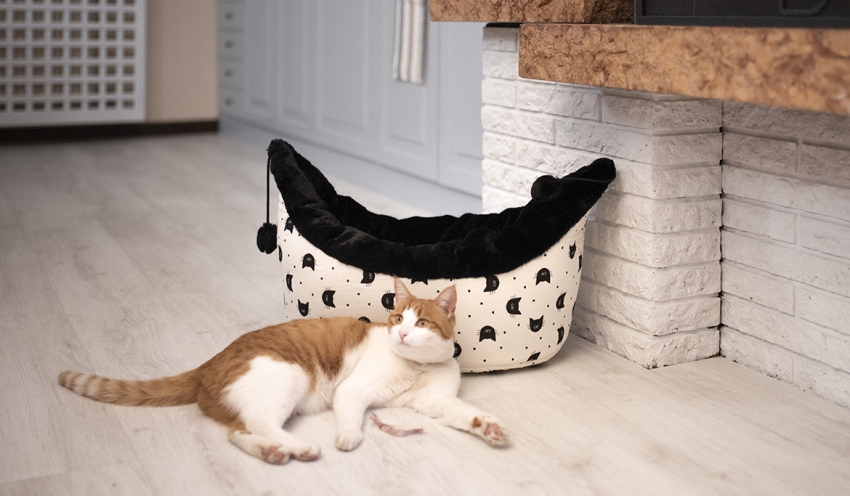 Este necesar să observați animalele de companie, unde se duc cel mai adesea la culcare și, pe baza acestora, să determinați locul pentru instalarea patului Este necesar să observați animalele de companie, unde se duc cel mai adesea la culcare și, pe baza acestora, să determinați locul pentru instalarea patului