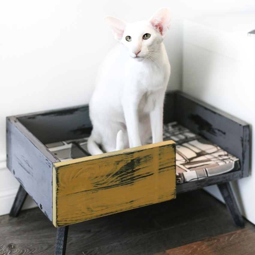 Pentru ca animalul de companie să nu doarmă nicăieri, este mai bine să-i cumperi un loc de dormit sau să faci un șezlong cu propriile mâini Pentru ca animalul de companie să nu doarmă nicăieri, este mai bine să-i cumperi un loc de dormit sau să faci un șezlong cu propriile mâini