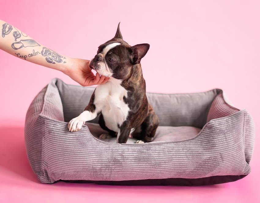 Será mais lucrativo para um cão pequeno fazer uma cama macia. Será mais lucrativo para um cão pequeno fazer uma cama macia.