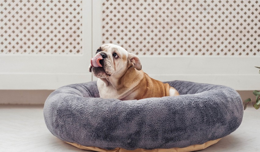 Os fabricantes usam tecidos especializados para fazer itens domésticos de qualidade para animais Os fabricantes usam tecidos especializados para fazer itens domésticos de qualidade para animais